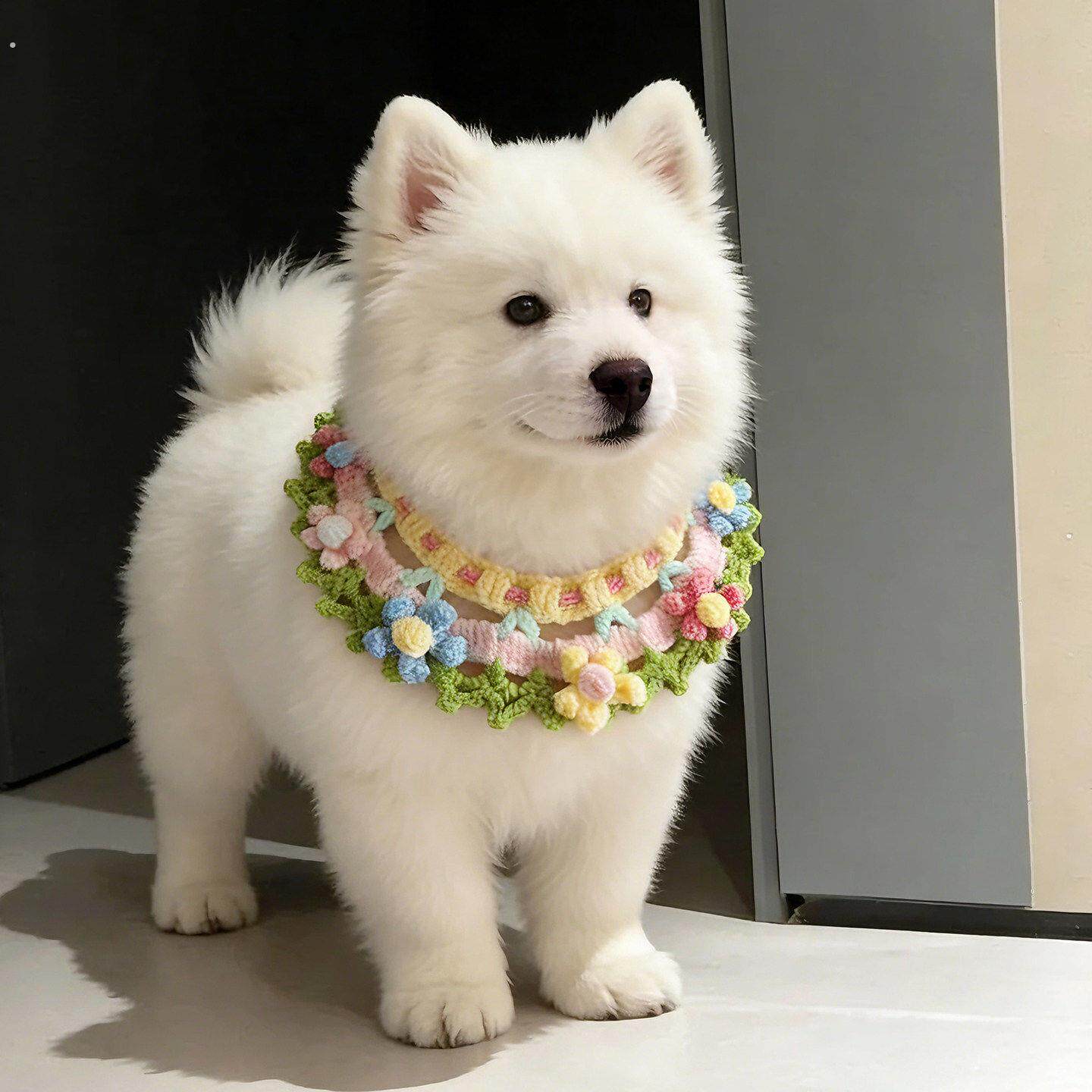 宠物口水巾狗狗围脖可爱高颜值中小型犬项圈猫咪围兜配饰拍照道具