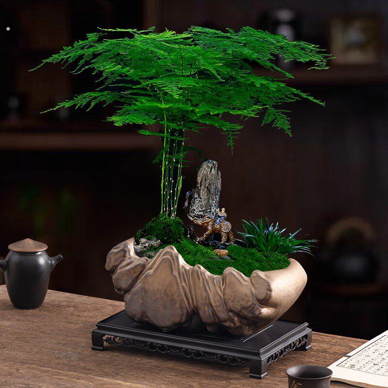文竹造景盆中式陶瓷大口径家用室内透气绿植盆栽盆桌面摆件带托盘