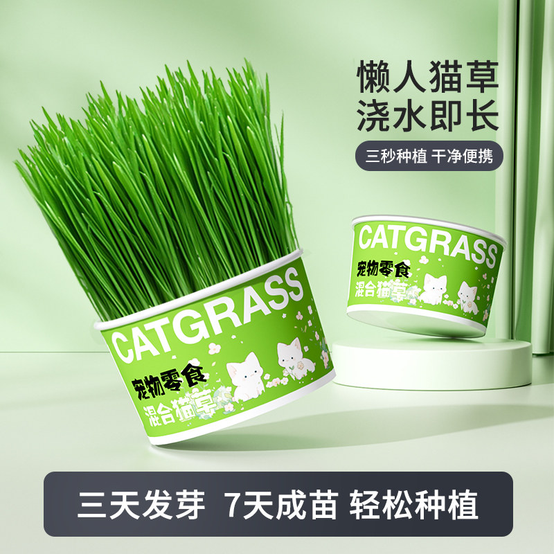 懒人泡面猫草盆栽种子猫咪化毛草