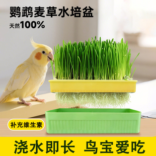 鹦鹉草食用鸟草盒大麦草啃咬草发芽粮饲料水培种子营养促消化解闷