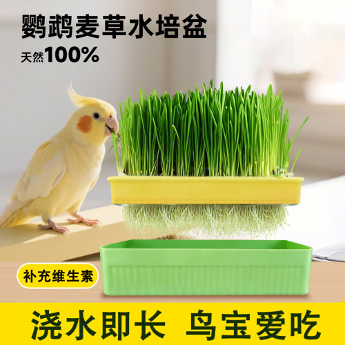 鹦鹉草食用鸟草盒大麦草啃咬草发芽粮饲料水培种子营养促消化解闷