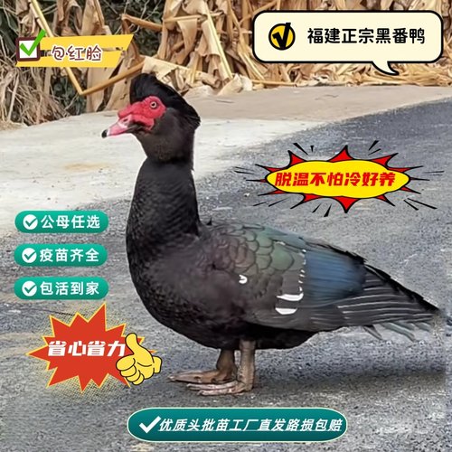 福建正宗大种黑番鸭红脸鸭