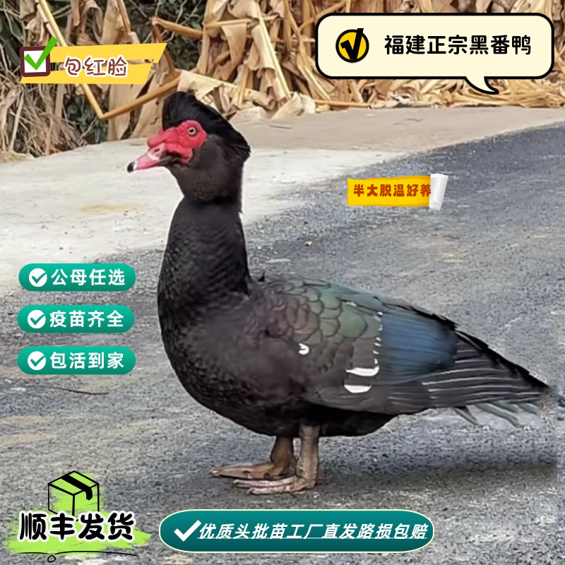 福建正宗大种黑番鸭红脸鸭