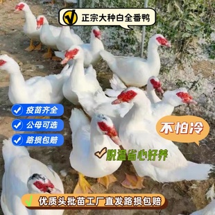 福建正宗大种白番鸭红脸鸭鸳鸯鸭脱温鸭宠物鸭散养鸭疫苗齐全