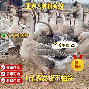 正宗大种狮头鹅看家护院鹅纯种脱温鹅活体1斤多宠物鸭