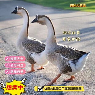 包邮正宗纯种大灰鹅马岗鹅雁鹅看家鹅脱温散养农家鹅【宠物鸭】