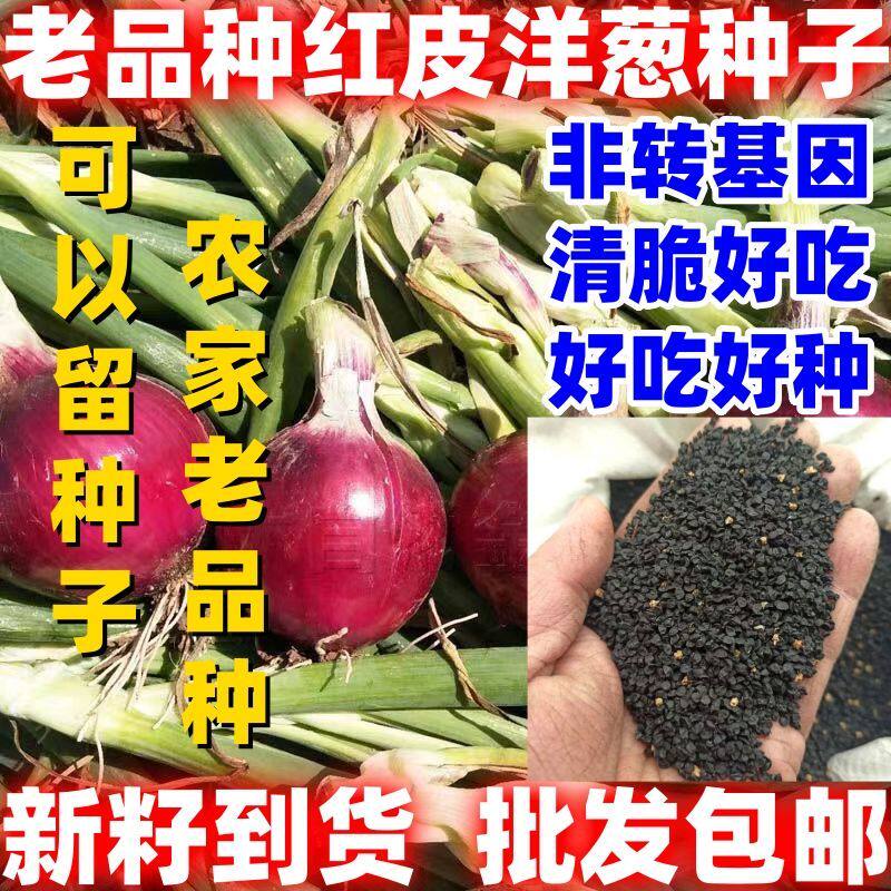 老品种紫皮洋葱种子四季田园盆栽葱种圆葱紫色蔬菜种子可留籽好吃