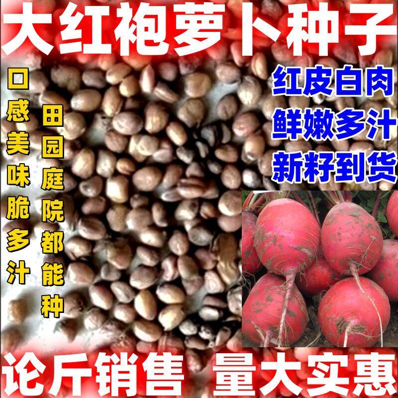 大红袍萝卜种子红皮白心田园萝卜种满身红萝卜种子大红袍萝卜种籽