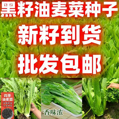 黑籽油麦菜种仔籽四季种子蔬菜农家青菜阳台籽种当季秋季包邮