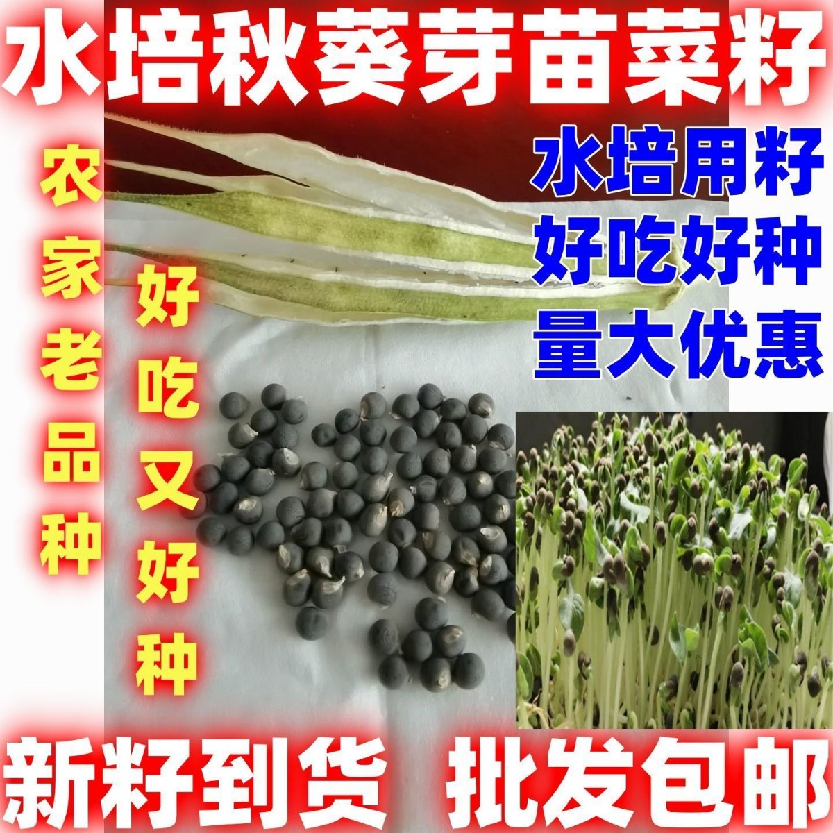 水培秋葵芽苗菜种子四季种植水培秋葵芽苗菜种籽无土栽培蔬菜种子