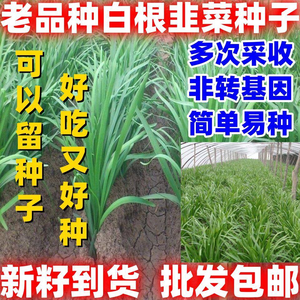 老品种白根韭菜种子好吃韭菜香气扑鼻可以留种子白根韭菜批发包邮