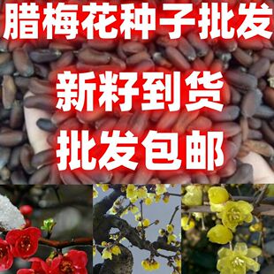 腊梅花种子新采腊梅籽地栽黄花红花梅花籽春季四季易种腊梅籽