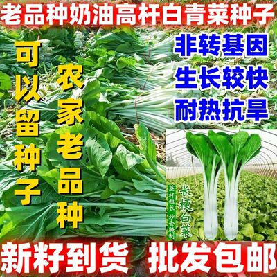 老品种奶油长杆青菜种子庭院盆栽种植奶油高杆白青菜子简单易种
