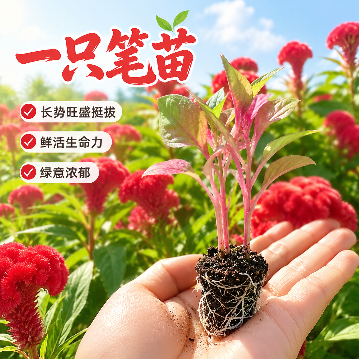 一只笔红色鸡冠花苗盆栽种苗长势旺盛生命力强阳台种植花卉绿植