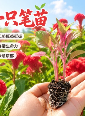 一只笔红色鸡冠花苗盆栽种苗长势旺盛生命力强阳台种植花卉绿植