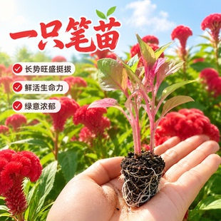 一只笔红色鸡冠花苗盆栽种苗长势旺盛生命力强阳台种植花卉绿植