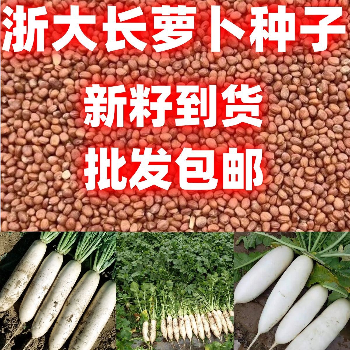 浙大长萝卜种子大白萝卜批发包邮耐寒产量高夏秋播种蔬菜种子