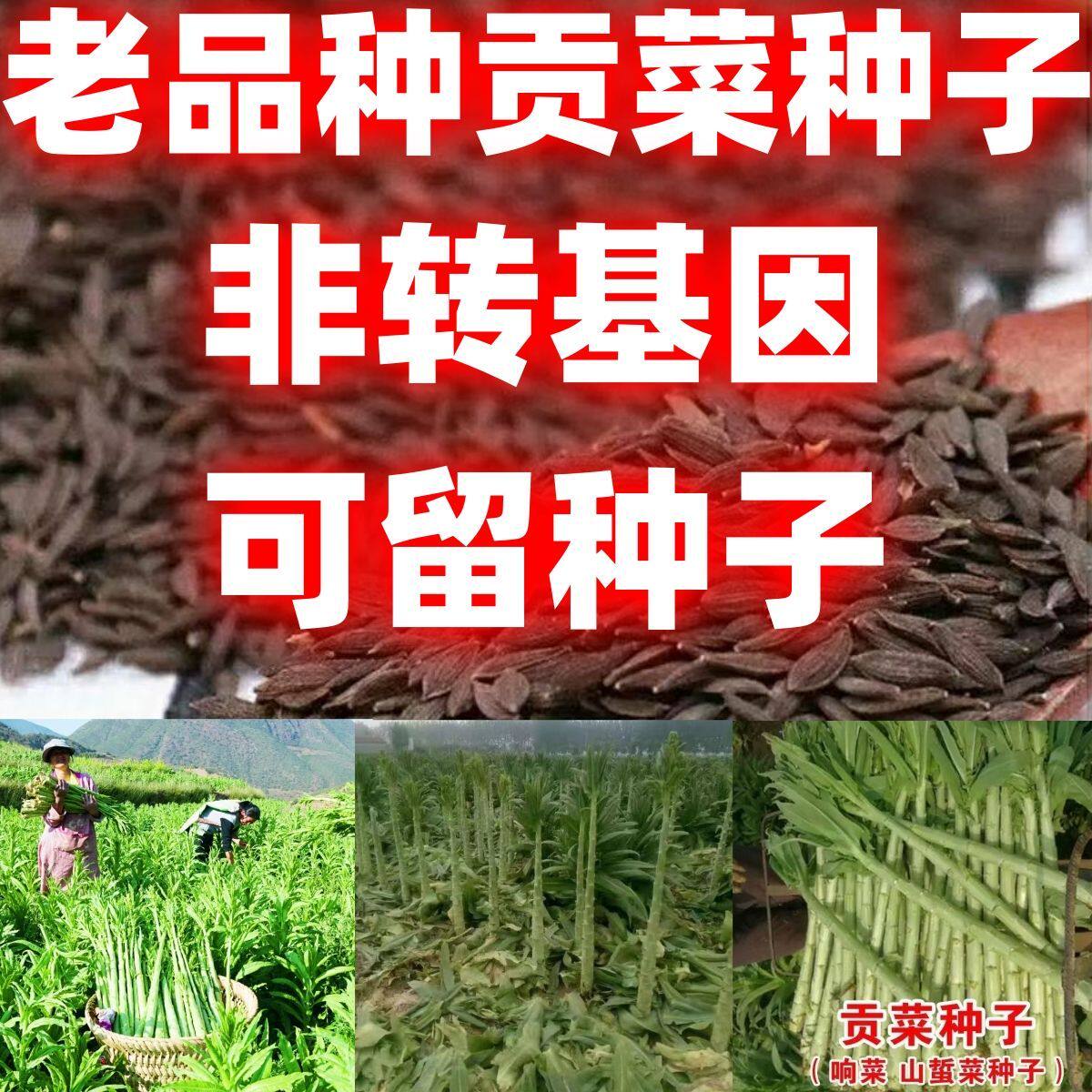 老品种贡菜种子四季耐高温抗寒苔干菜种子地方蔬菜种子响菜籽