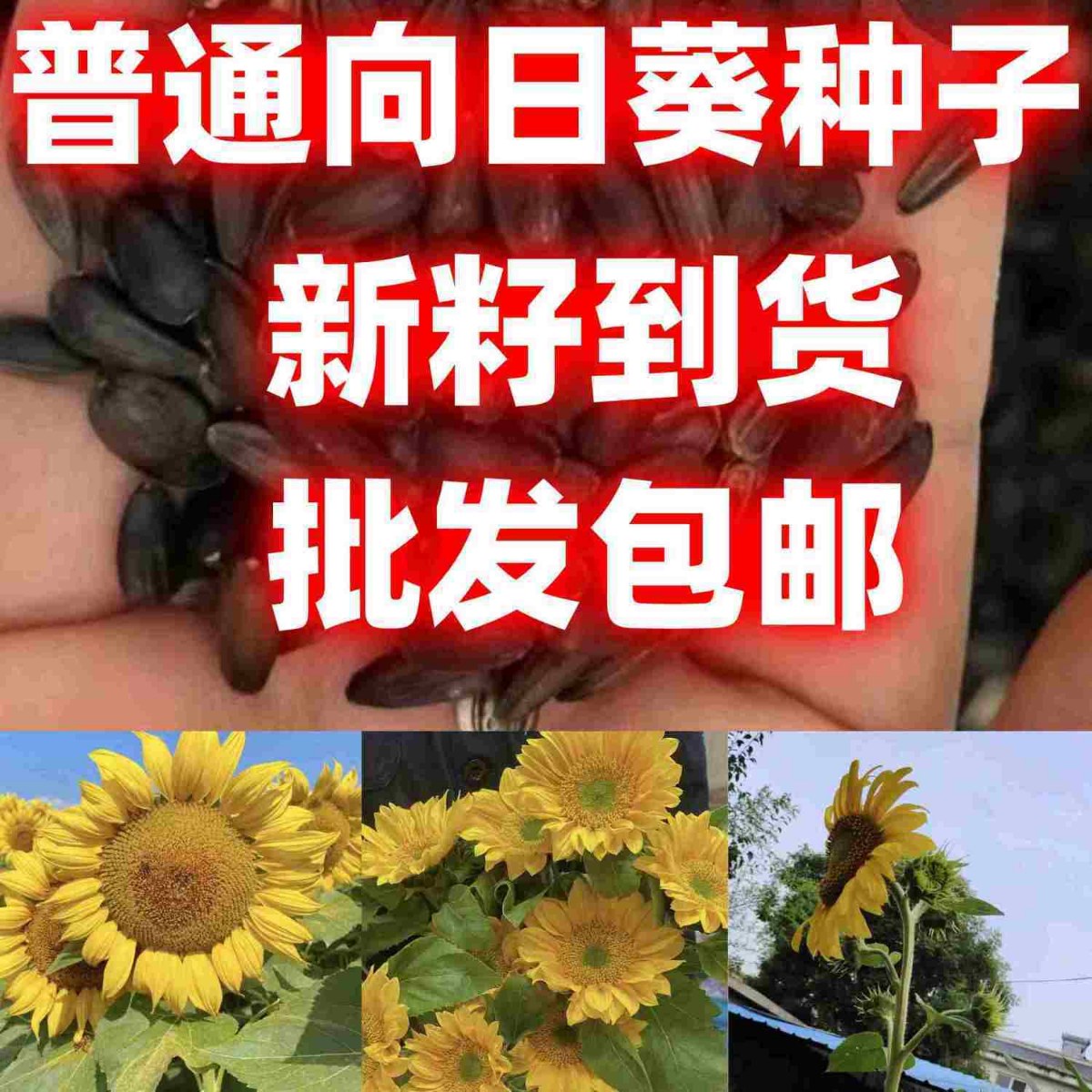 普通向日葵花种子庭院室外景观花海种子简单易种开花矮向日葵种孑