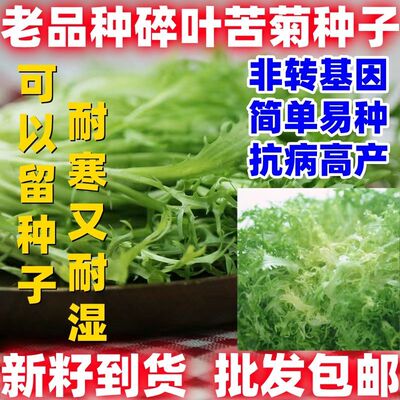 老品种碎叶苦菊种子细叶金菊春季盆栽菜种籽秋季苦菊孑菜当季新子
