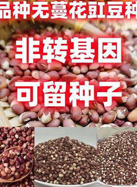 老品种无蔓花豇豆种子江豆种子花豆种子姜豆种子农家饭豆种子籽