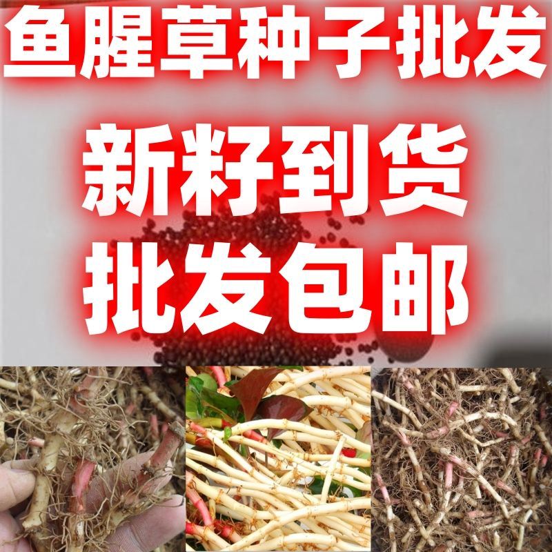 野生鱼腥草种子包邮四川新鲜折耳根苗家庭园艺四季盆栽易种