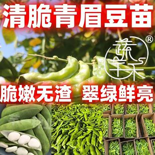青眉豆秧苗猪耳朵豆苗梅豆角抗病高产阳台露天种植带土发货易存活