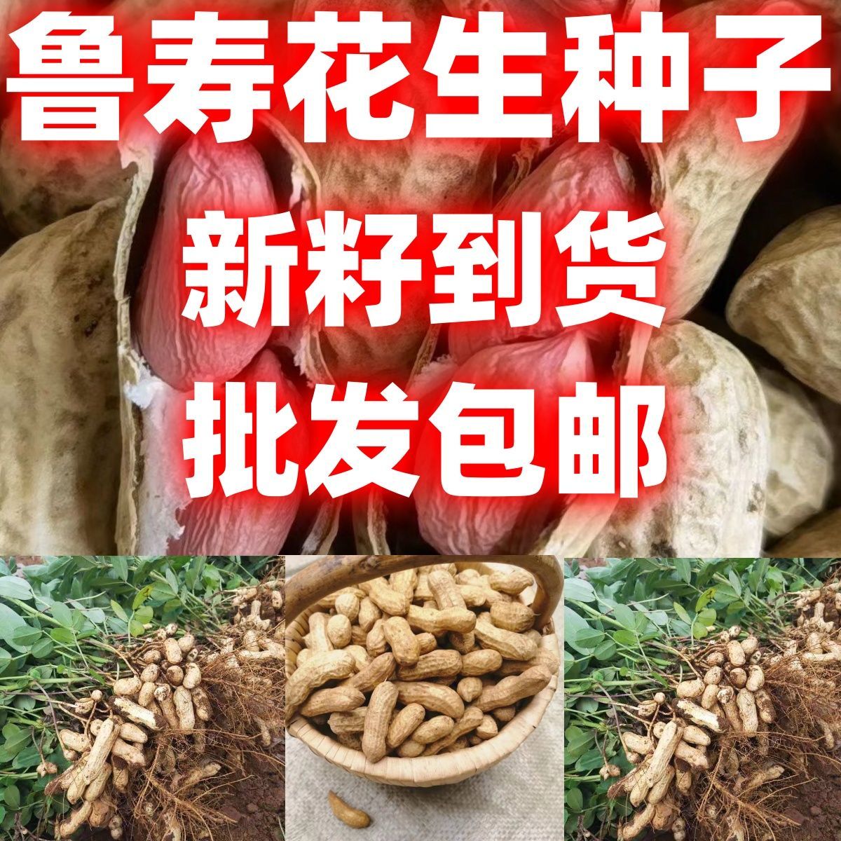鲁寿花生种子花生种子带壳花生批发花生米花生芽抗病抗虫包邮粒大