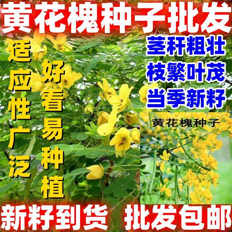 黄花槐种子园林绿化植物荒坡复绿水土保持固土护坡林木批发包邮