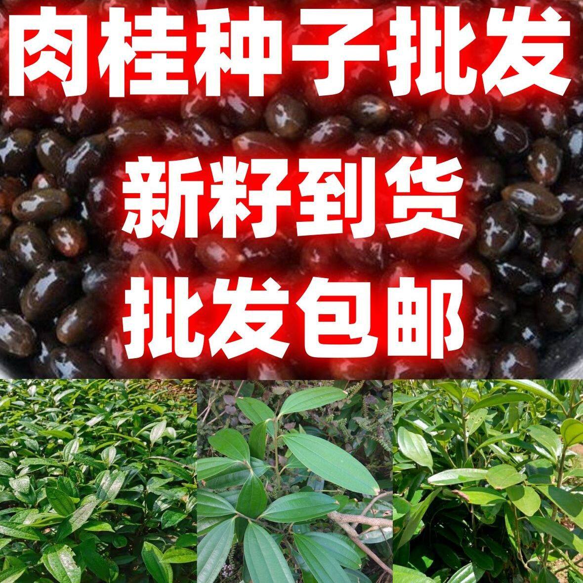 肉桂种子桂皮树苗种子树广东广西桂皮树苗桂核当季新籽肉香味独特
