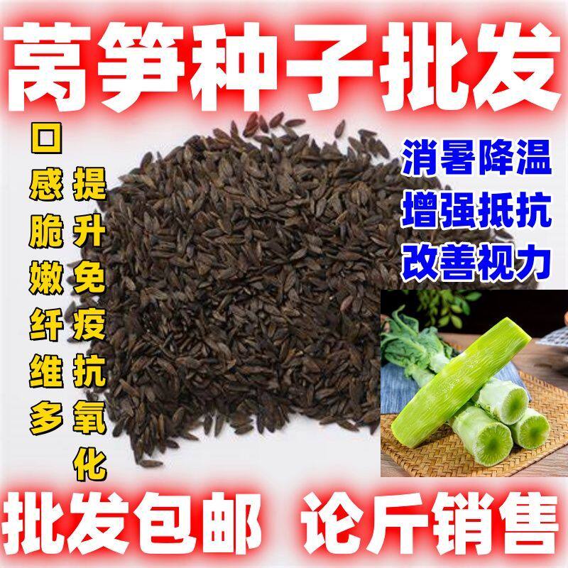 四季莴笋种子高产耐热耐寒青皮绿肉莴笋籽蔬菜种籽阳台种简单易种