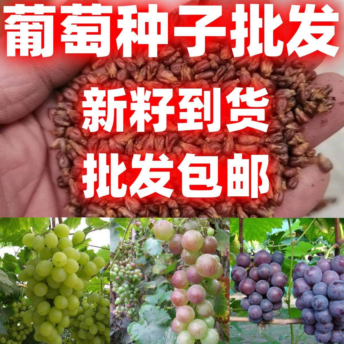 葡萄种子盆栽果树种子葡萄籽阳台水果结果葡萄种提子种子种孑