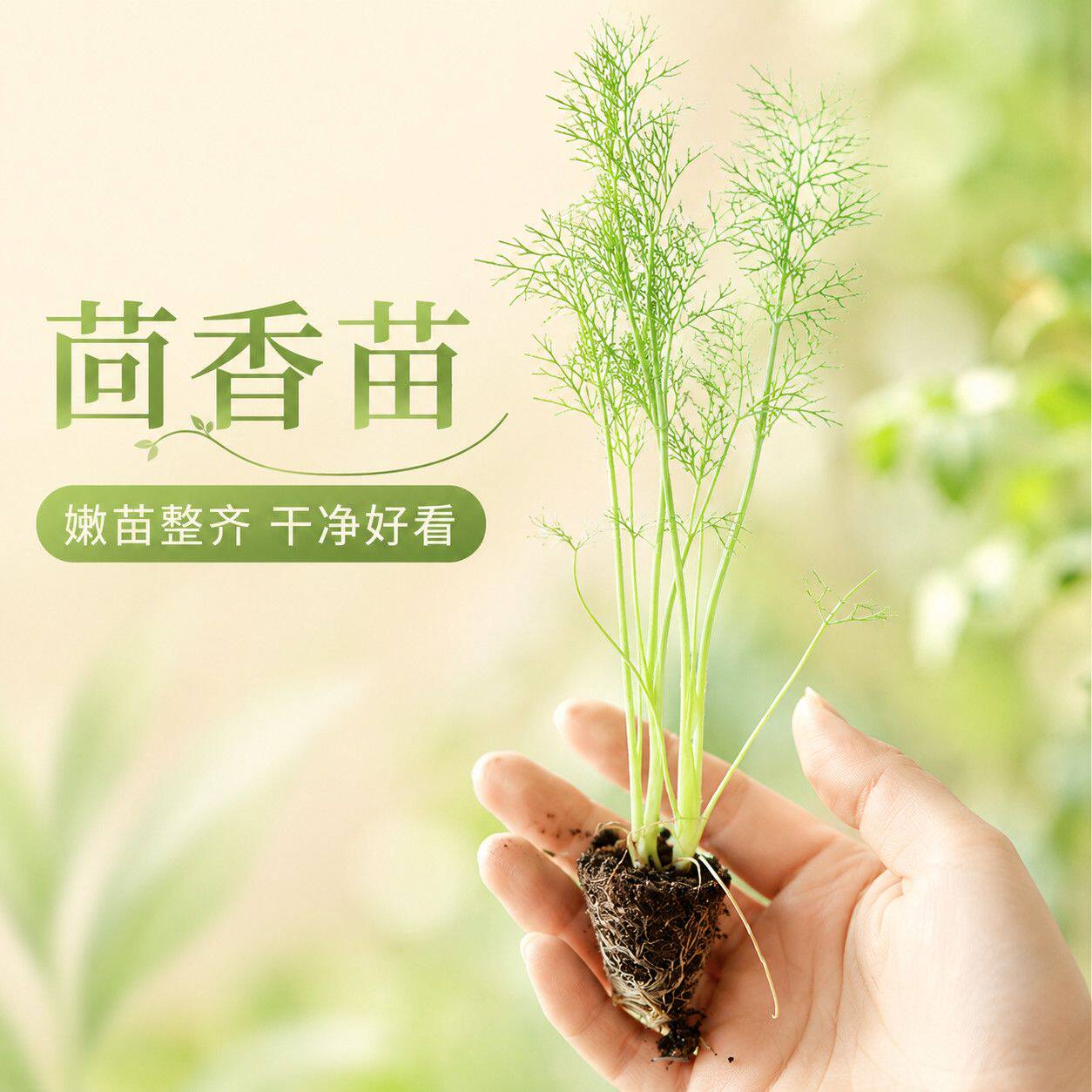 新鲜茴香苗现挖带根发货阳台庭院易活四季栽种食用调味蔬菜秧苗