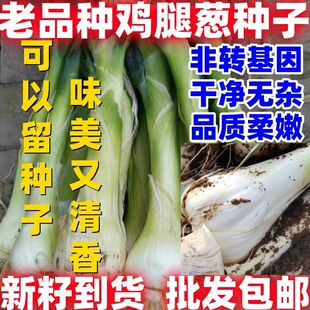 老品种鸡腿葱种子鸡腿葱大头葱种子辣味浓厚蔬菜种子好吃易种