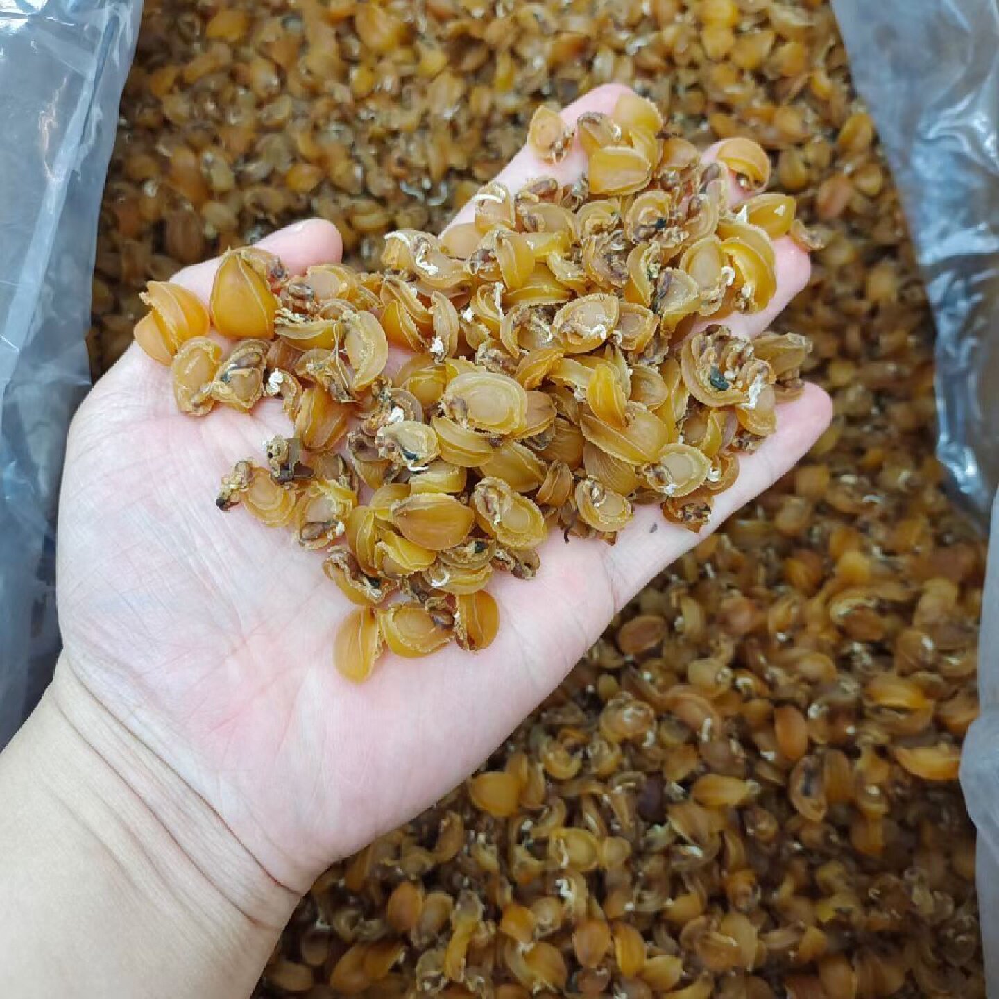 大连20头大鲍鱼干干货煲汤佛跳墙原材料新鲜海产品过节送礼真空装