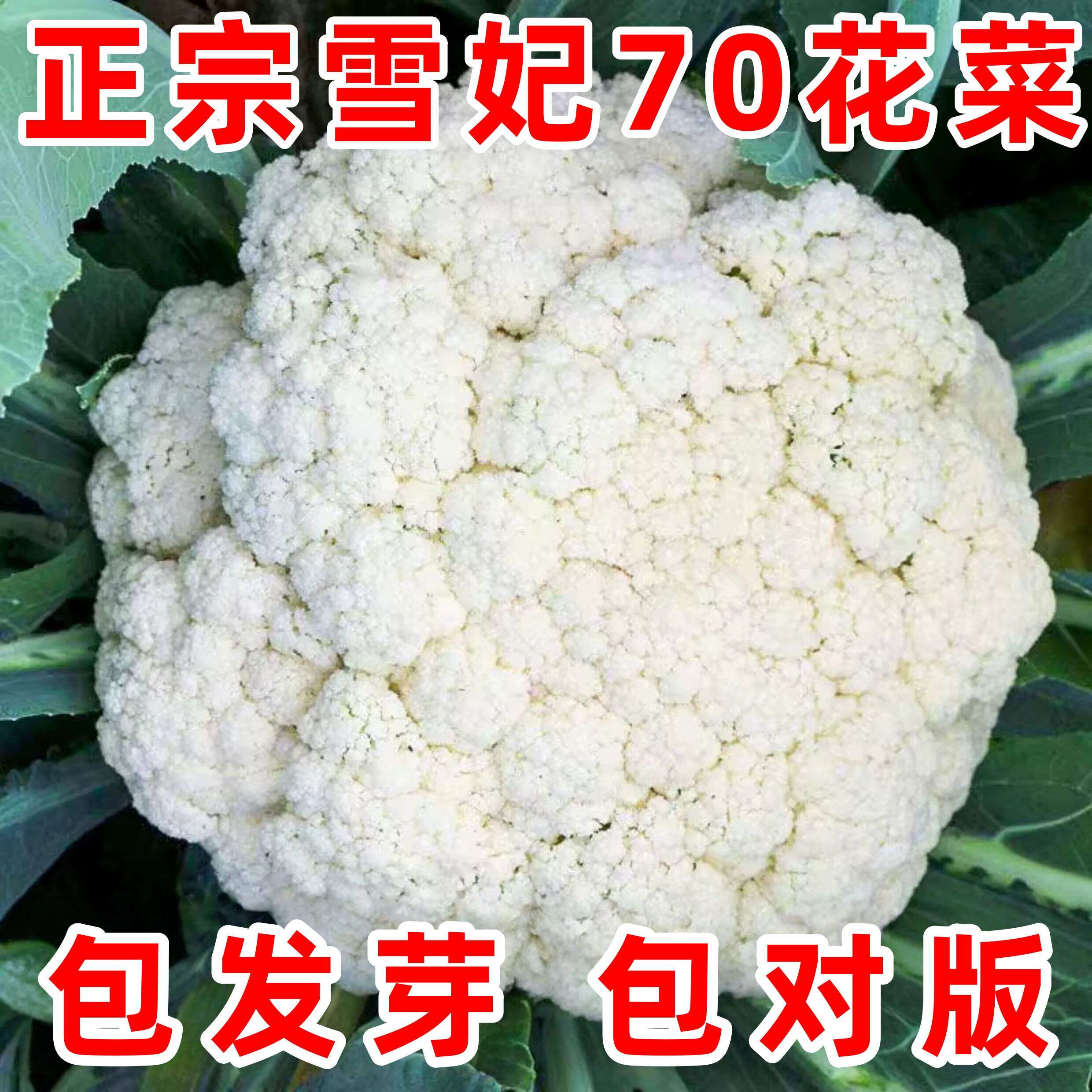 新松青梗松花菜种子70天散花耐热耐寒春季秋季四季蔬菜花菜种子