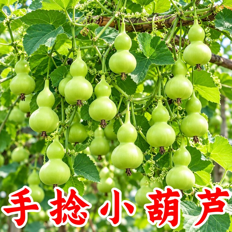 手捻小葫芦种子四季阳台盆栽
