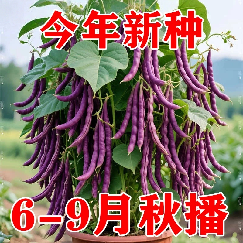 八月忙耐寒耐热高产无筋四季豆种