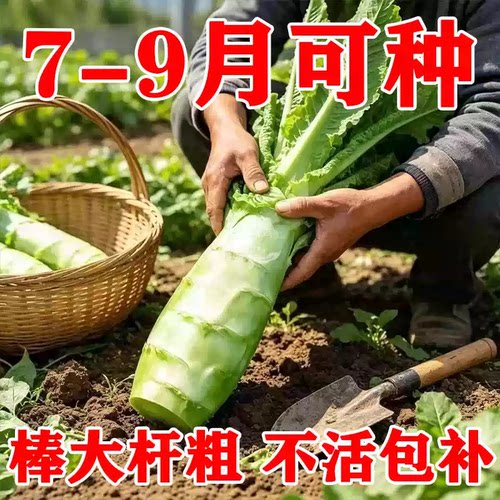 薄皮四季莴笋耐热耐寒秋冬
