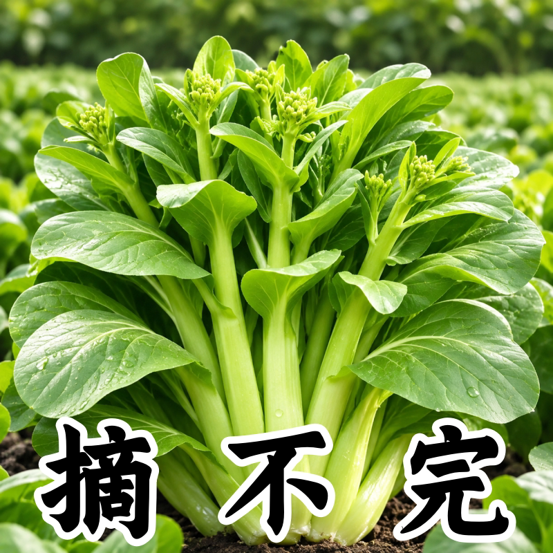 甜脆白菜苔种子早熟高产四季播