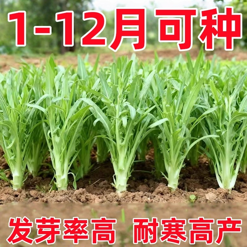 正宗博白甜唛菜种子甜脆爽口