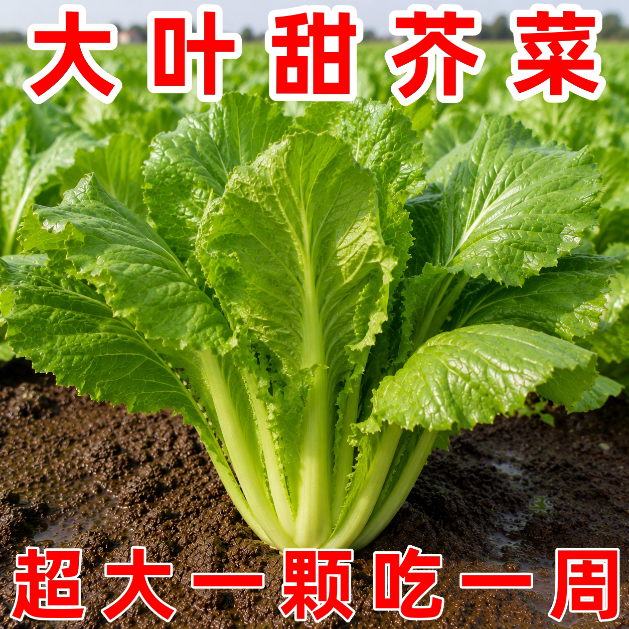 四季客家老品种大叶甜芥菜种子