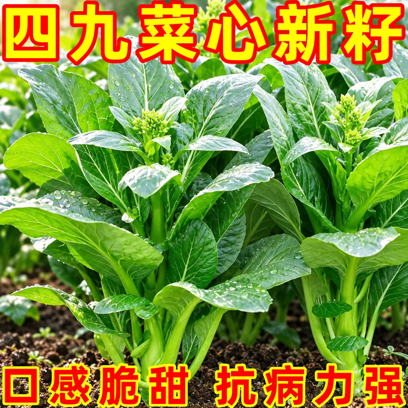 速生25天耐热甜脆菜心种子