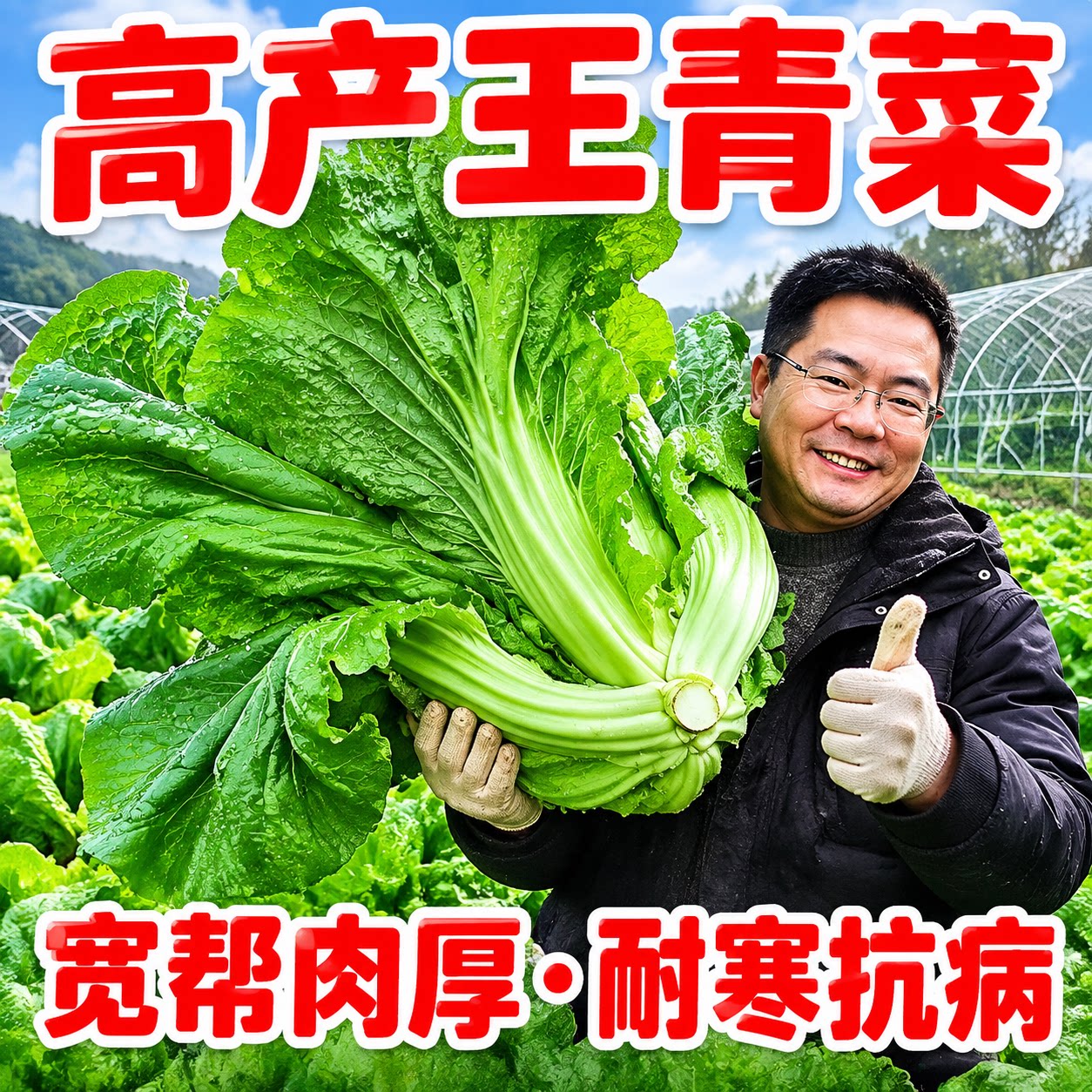 四川宽帮青菜种子春秋冬可腌泡菜