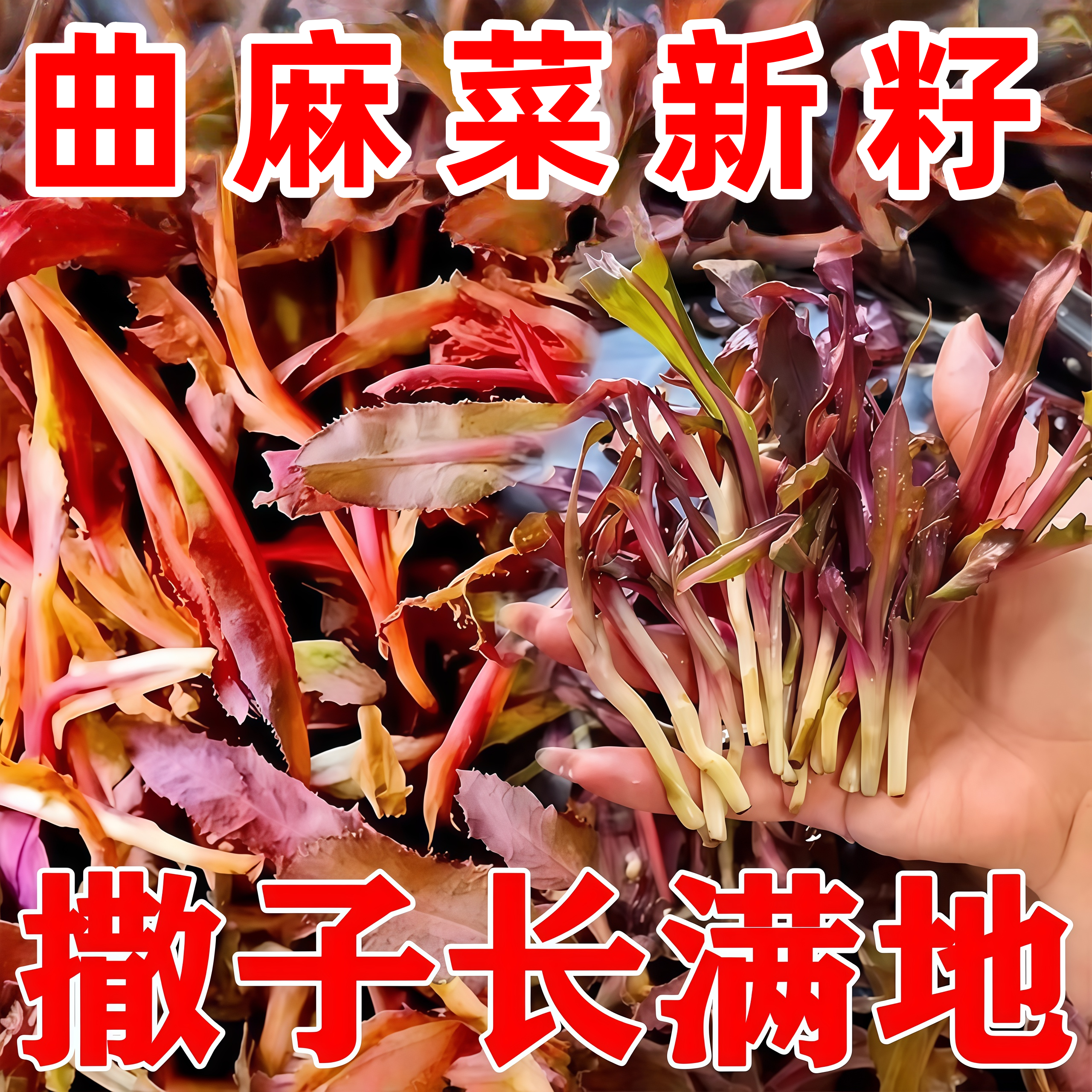 农家四季可种曲麻菜种子