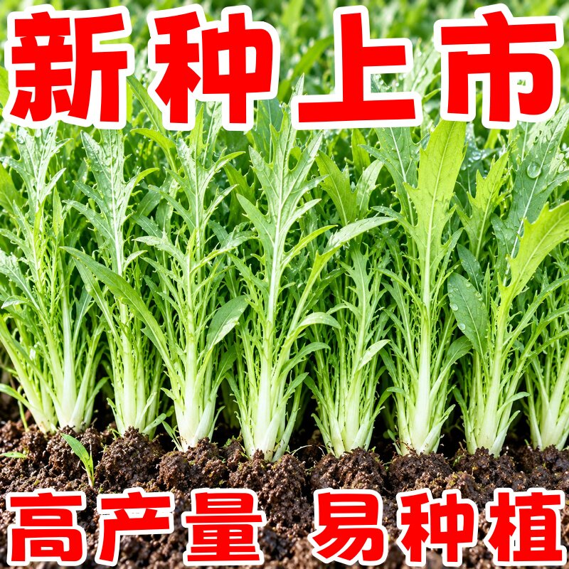 四季甜麦菜苦麻菜种子阳台