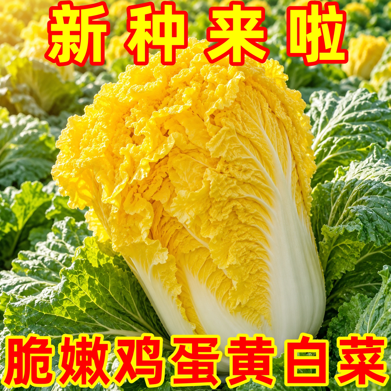 鸡蛋黄奶油大白菜种子四季播