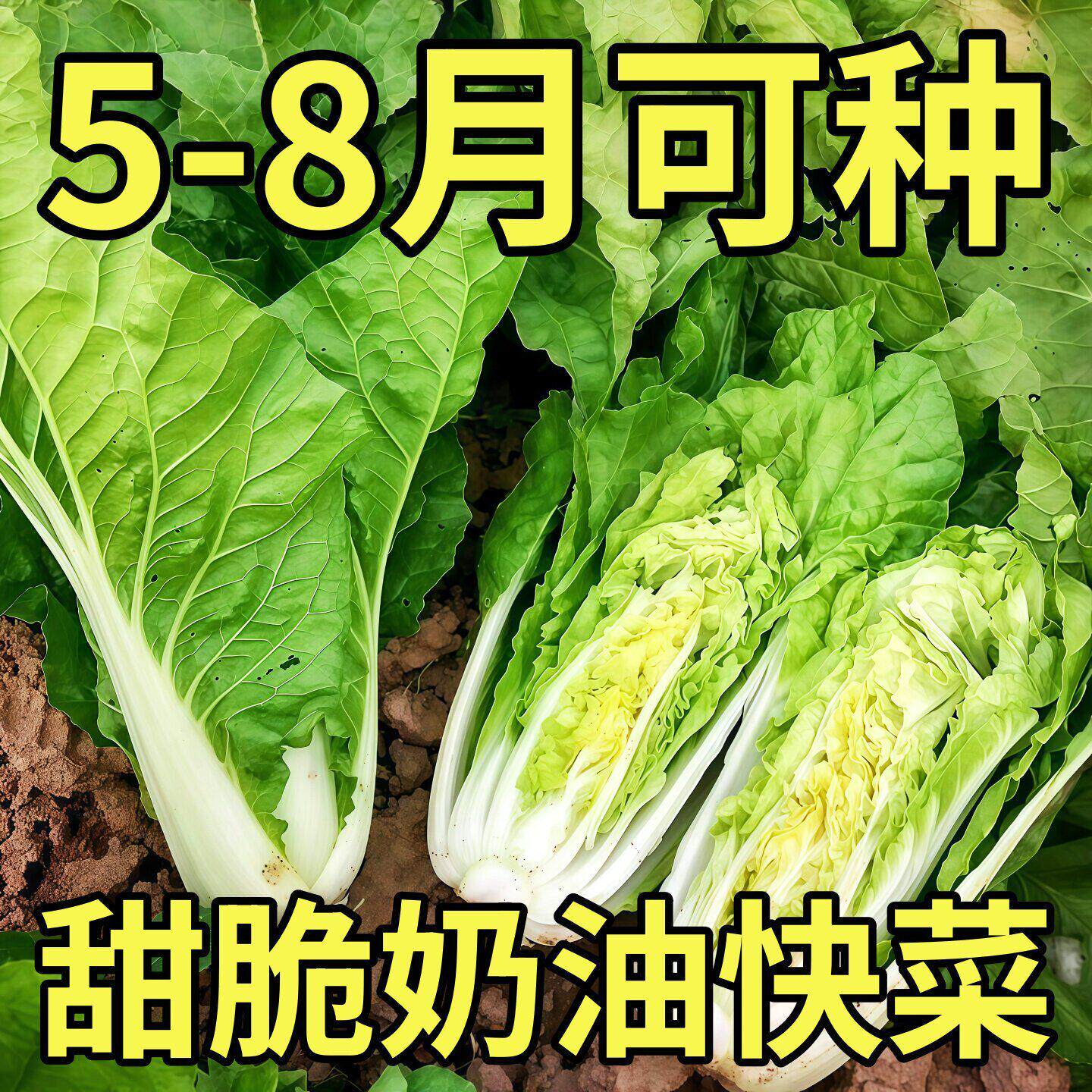 四季奶油快菜种子耐热耐寒高产
