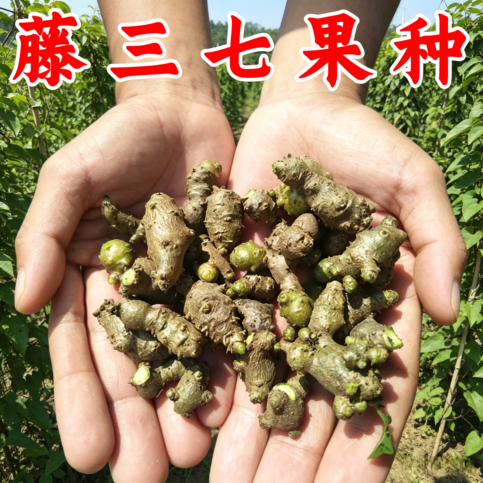 藤三七盆栽种苗10棵包邮可食用四季爬藤绿植露天土三七云南白药叶