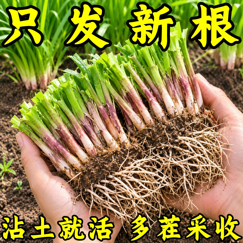 现挖头茬香小叶韭菜根苗